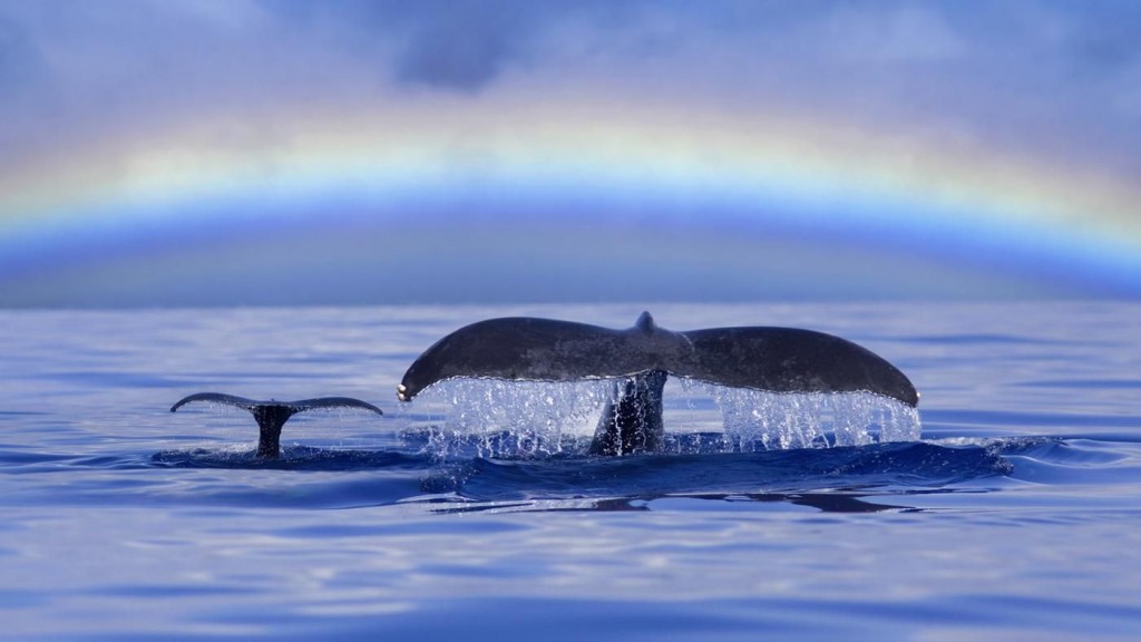 whales and rainbow