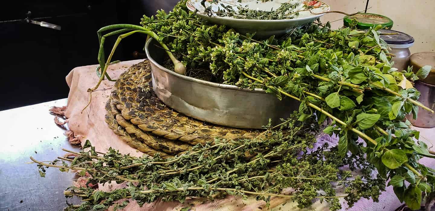 oregano